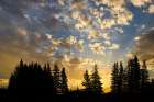 Trees silhouetted at sunrise, Lake Clark National Park and Preserve, Alaska Art Print